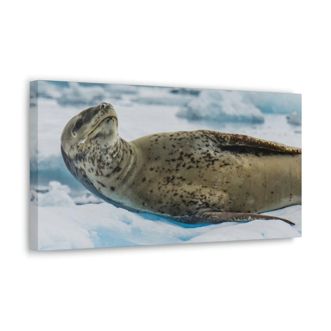 Leopard Seal Relaxing - Canvas