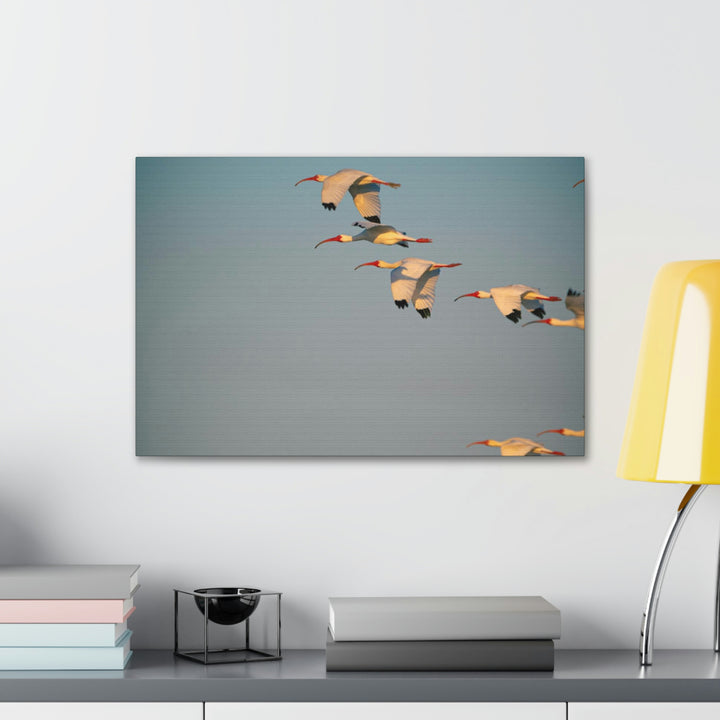 White Ibis in Flight - Canvas