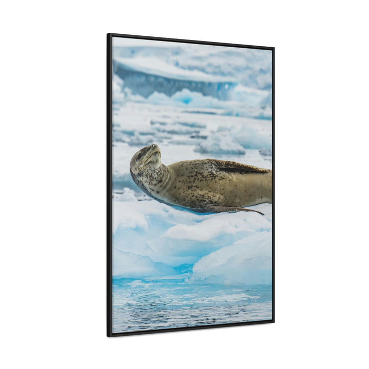 Leopard Seal Relaxing - Canvas with Frame