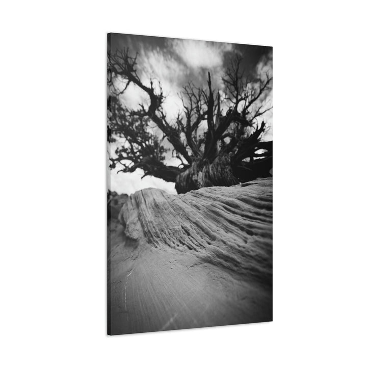 Desert Reach in Black and White - Canvas