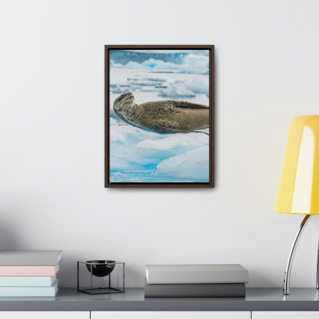 Leopard Seal Relaxing - Canvas with Frame