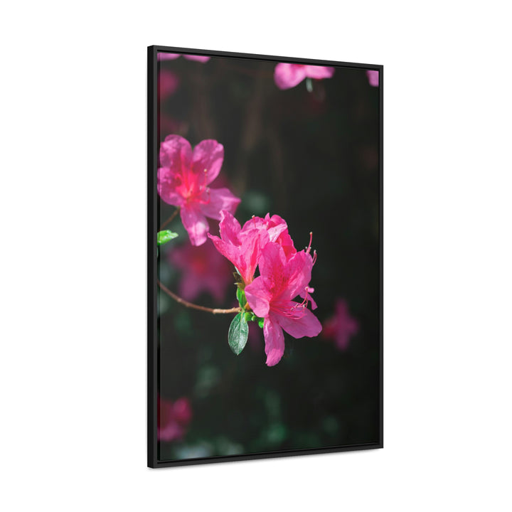 Standout Azalea - Canvas with Frame - Visiting This World