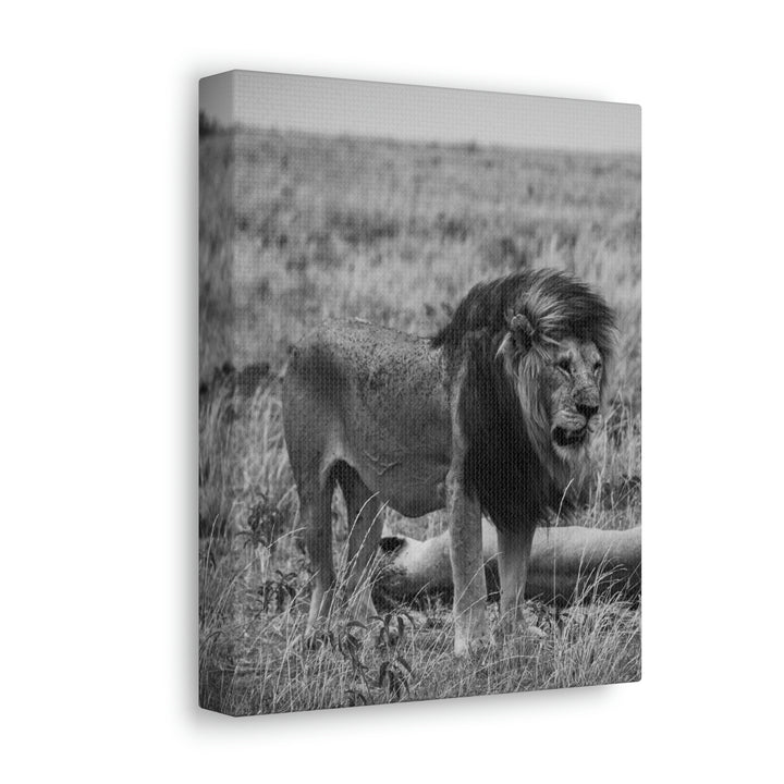 Mating Lions in Black and White - Canvas