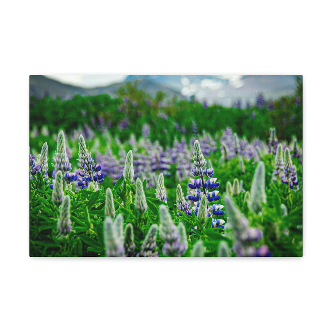 Glowing Lupin with Mountains - Canvas