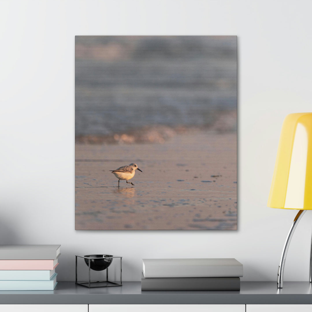 Sanderling in Soft Dusk Light - Canvas