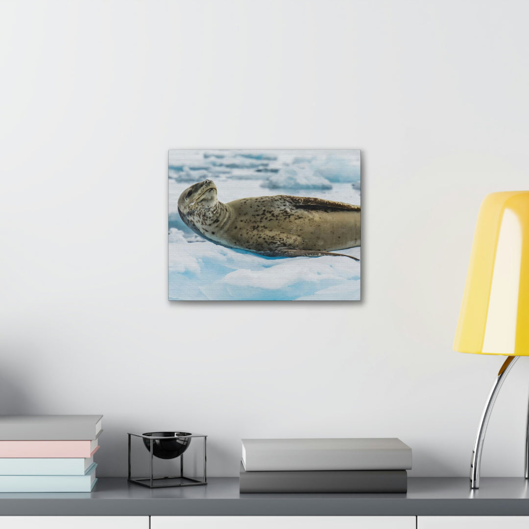 Leopard Seal Relaxing - Canvas