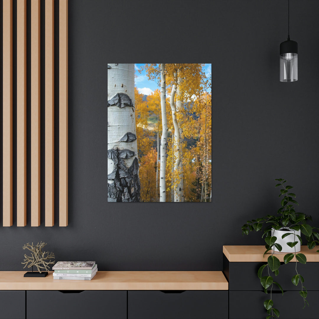 Aspens Changing - Canvas