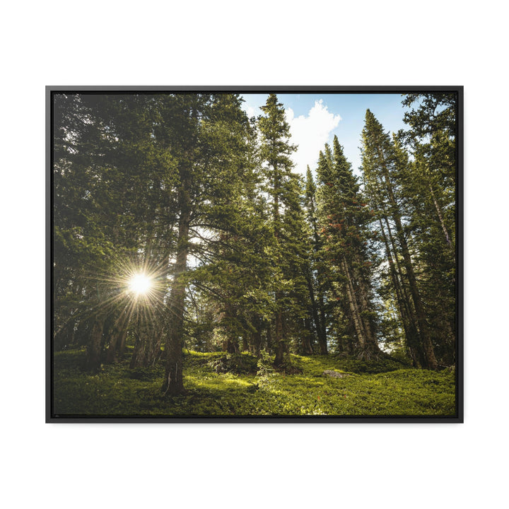 Forest Light - Canvas with Frame