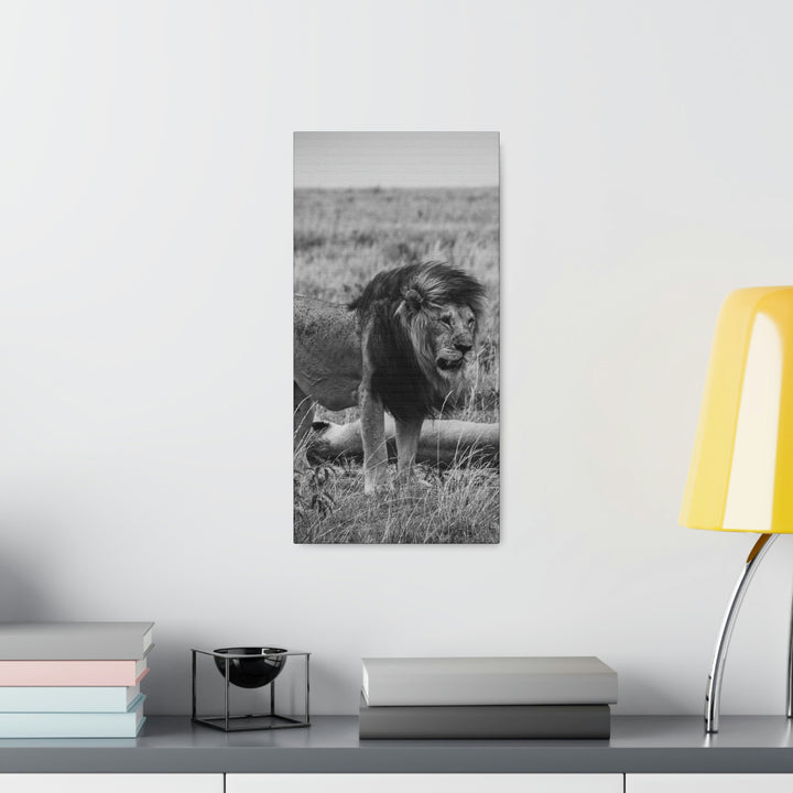 Mating Lions in Black and White - Canvas