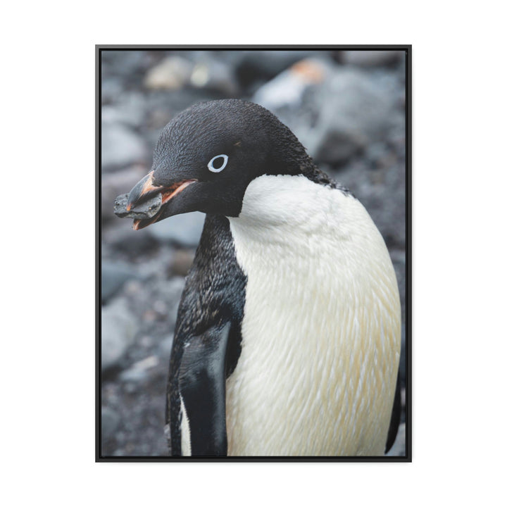 A Penguin's Pebble - Canvas with Frame