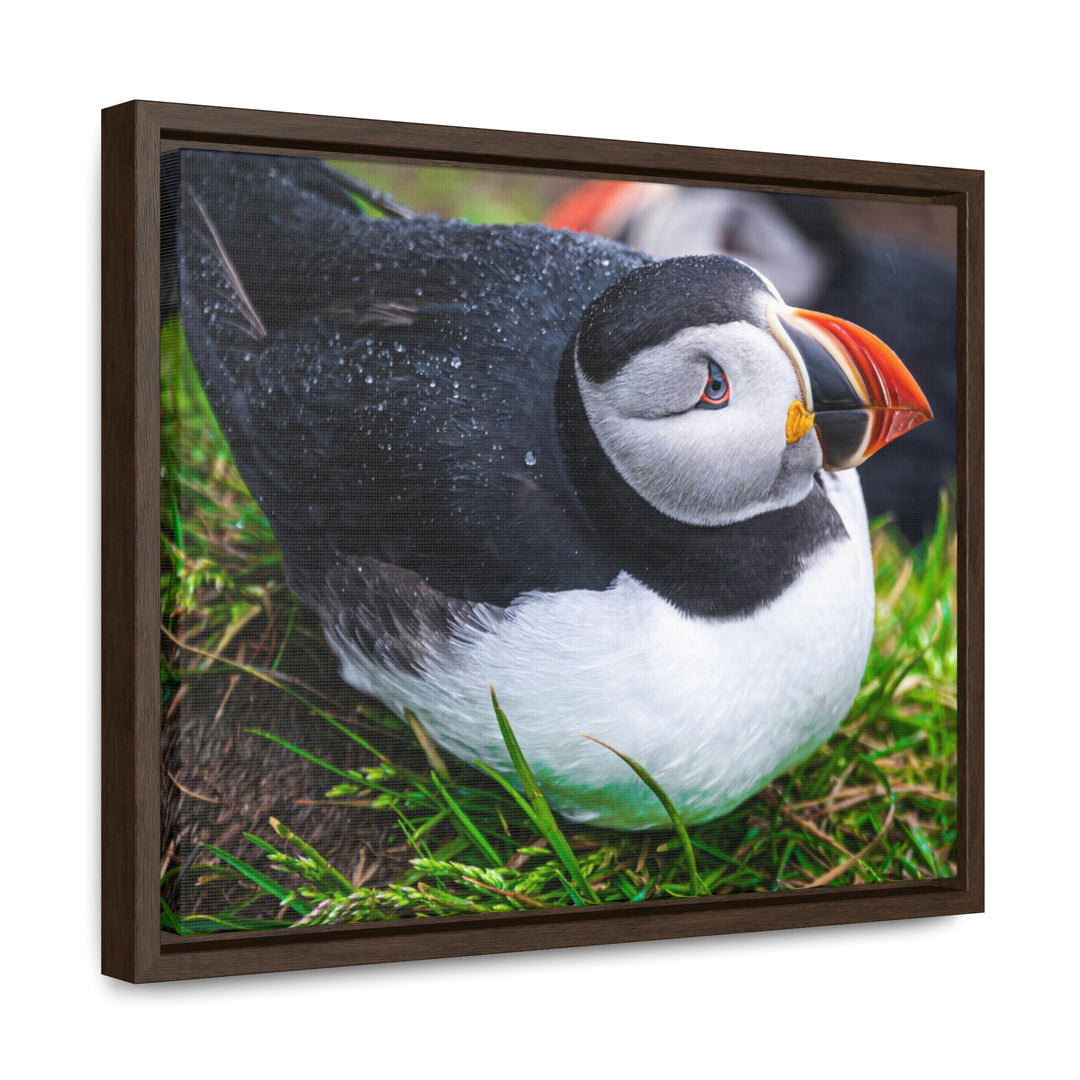 Resting Puffin - Canvas with Frame