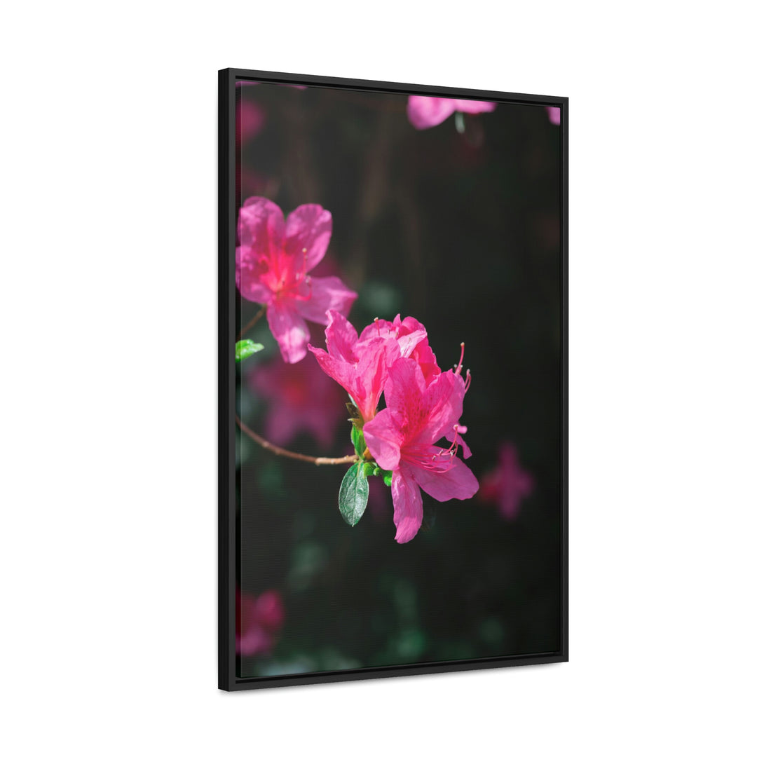 Standout Azalea - Canvas with Frame - Visiting This World