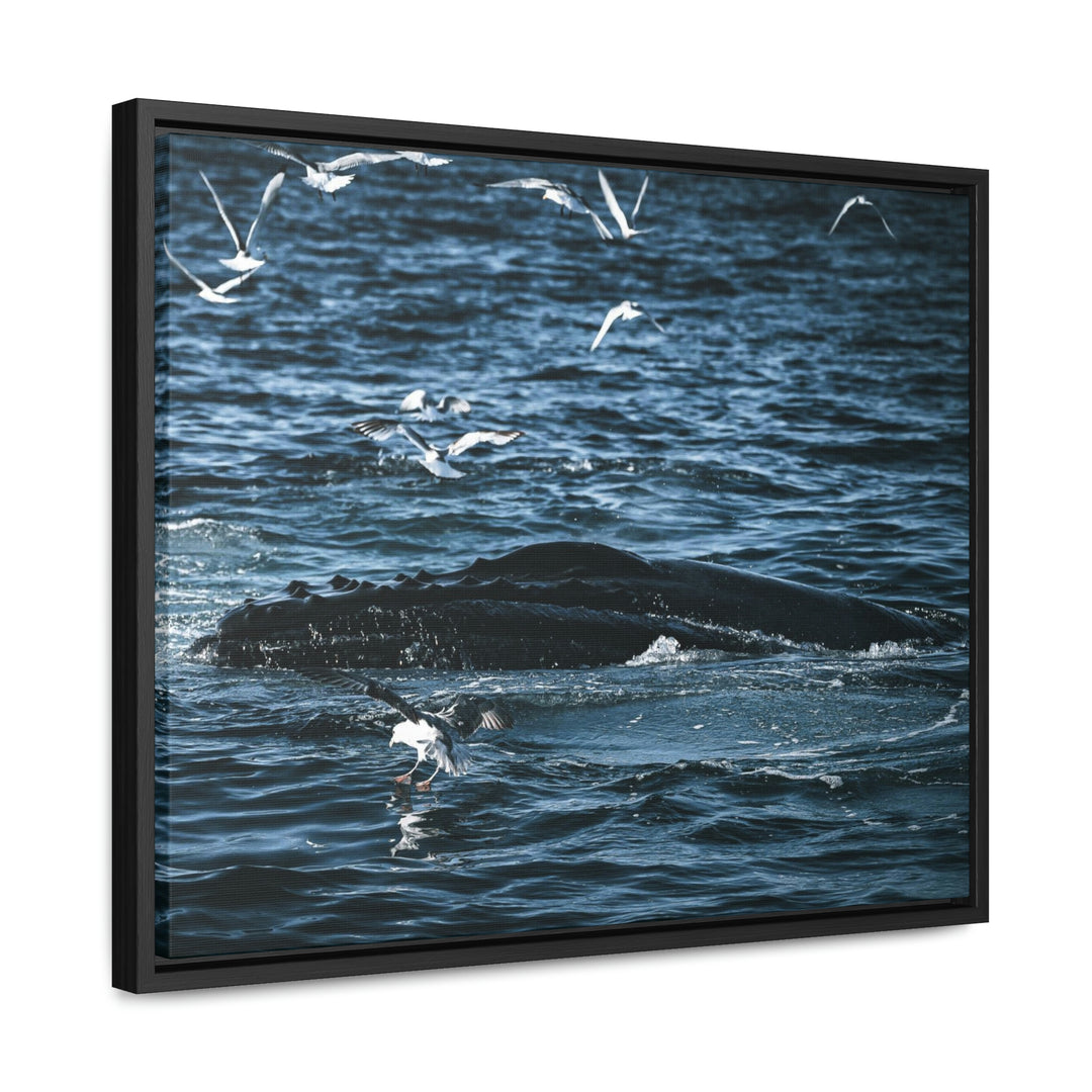 Humpback Hello - Canvas with Frame