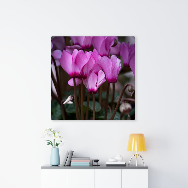 Cyclamen Reach - Canvas