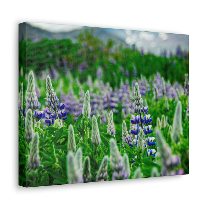 Glowing Lupin with Mountains - Canvas