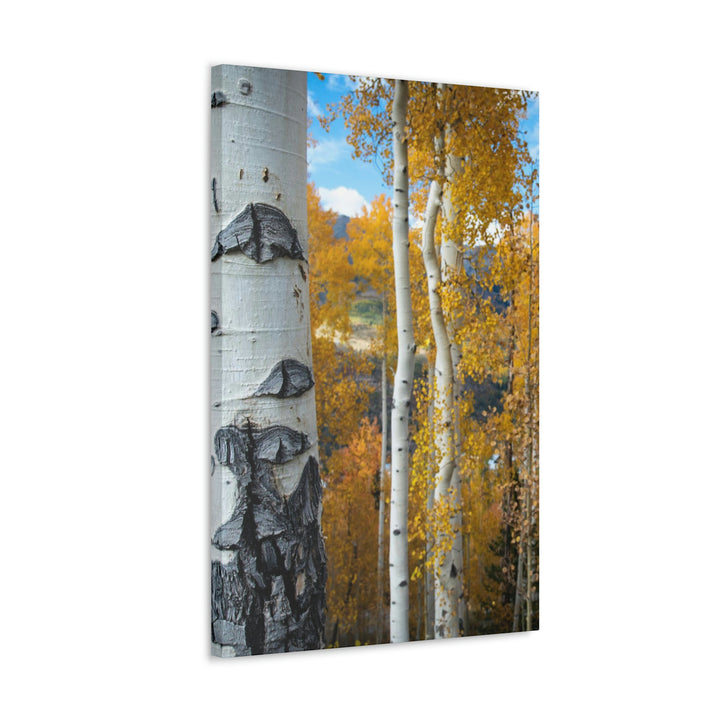 Aspens Changing - Canvas