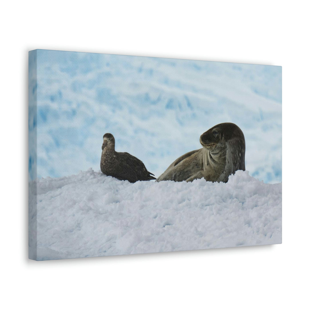 A Resting Pair - Canvas