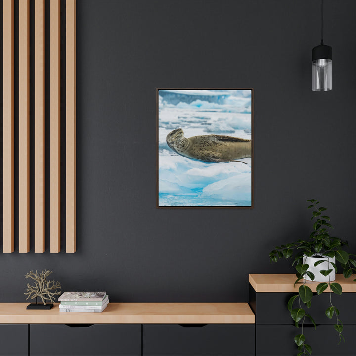 Leopard Seal Relaxing - Canvas with Frame