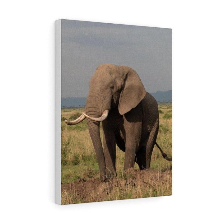 Elephant Stance - Canvas - Visiting This World