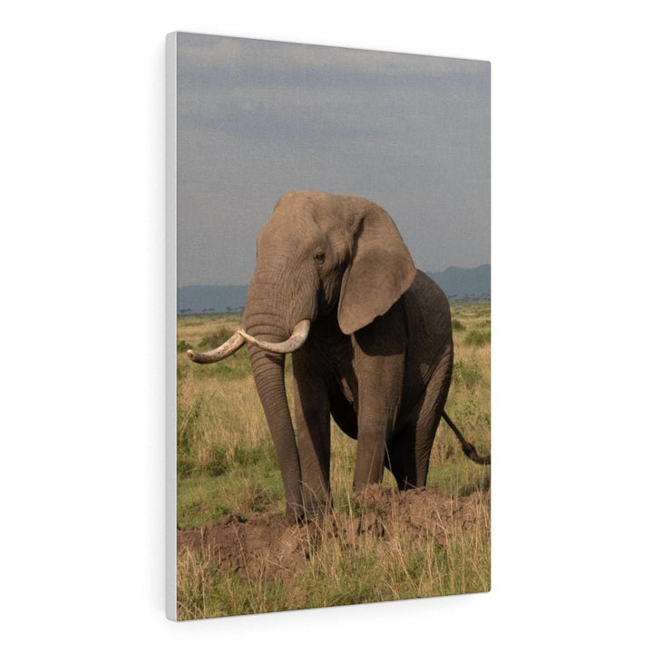 Elephant Stance - Canvas - Visiting This World