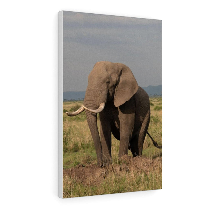 Elephant Stance - Canvas - Visiting This World