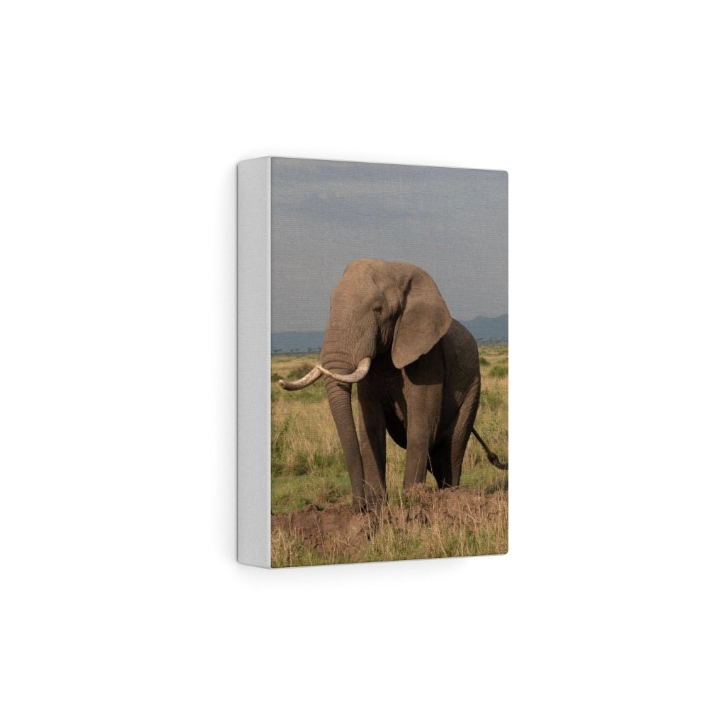 Elephant Stance - Canvas - Visiting This World