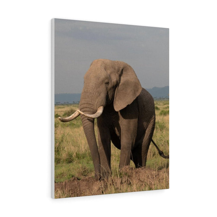 Elephant Stance - Canvas - Visiting This World