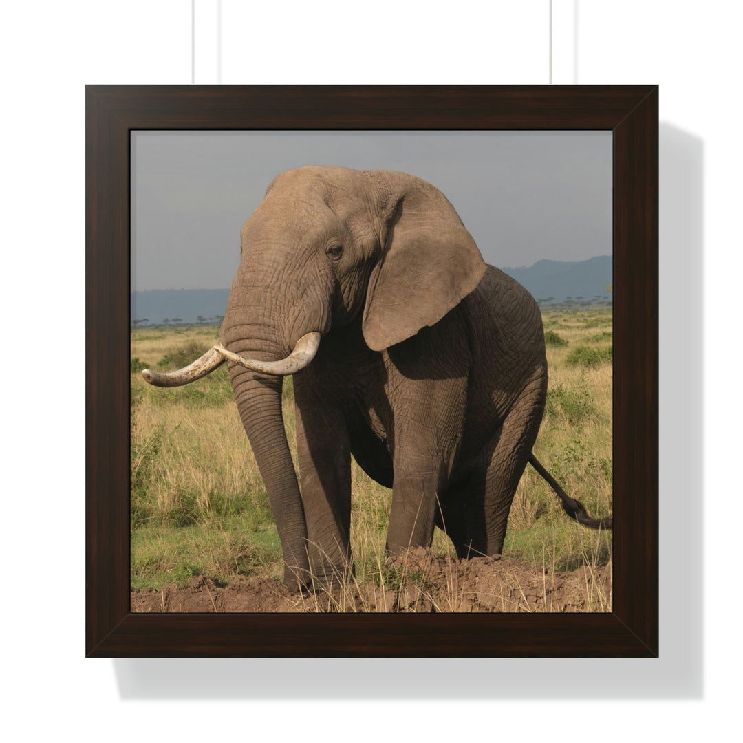 Elephant Stance - Framed Print - Visiting This World