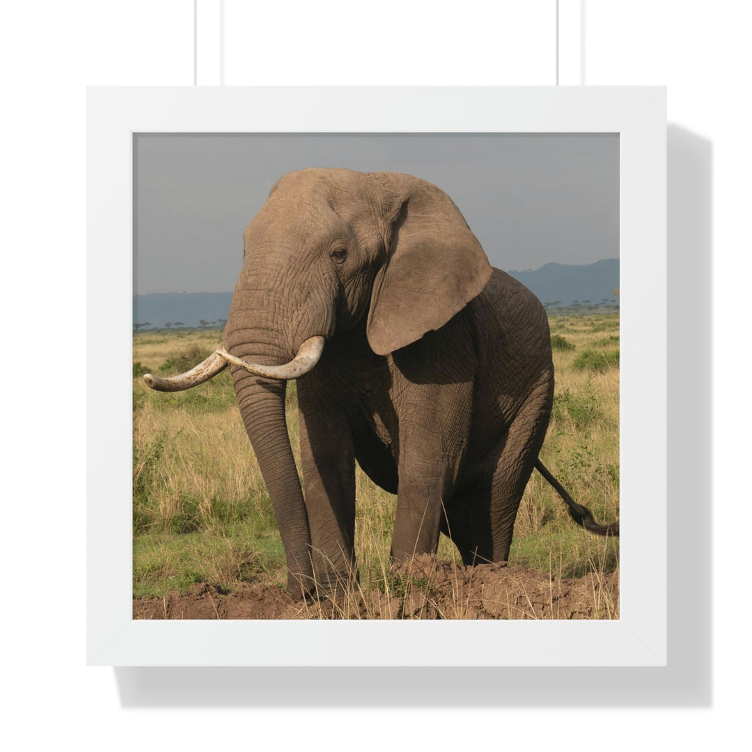 Elephant Stance - Framed Print - Visiting This World