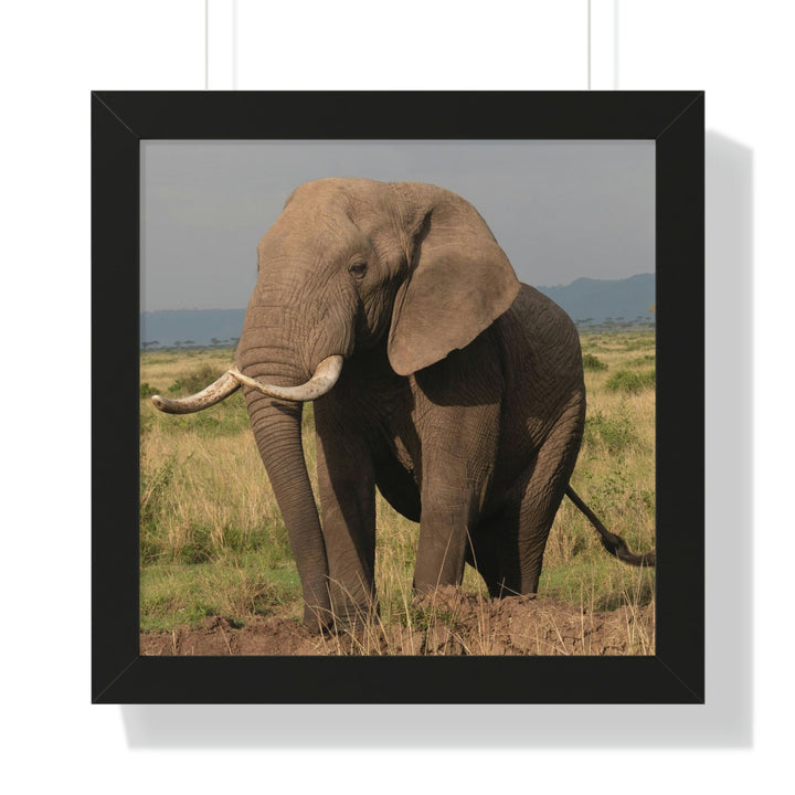 Elephant Stance - Framed Print - Visiting This World