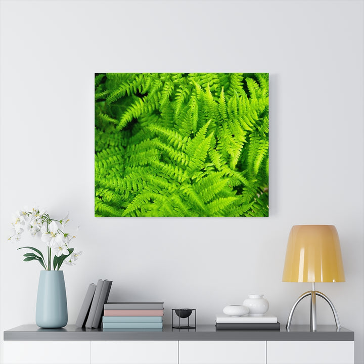 Ferns, Ferns, Ferns - Canvas