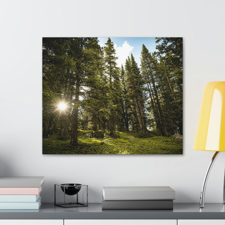 Forest Light - Canvas