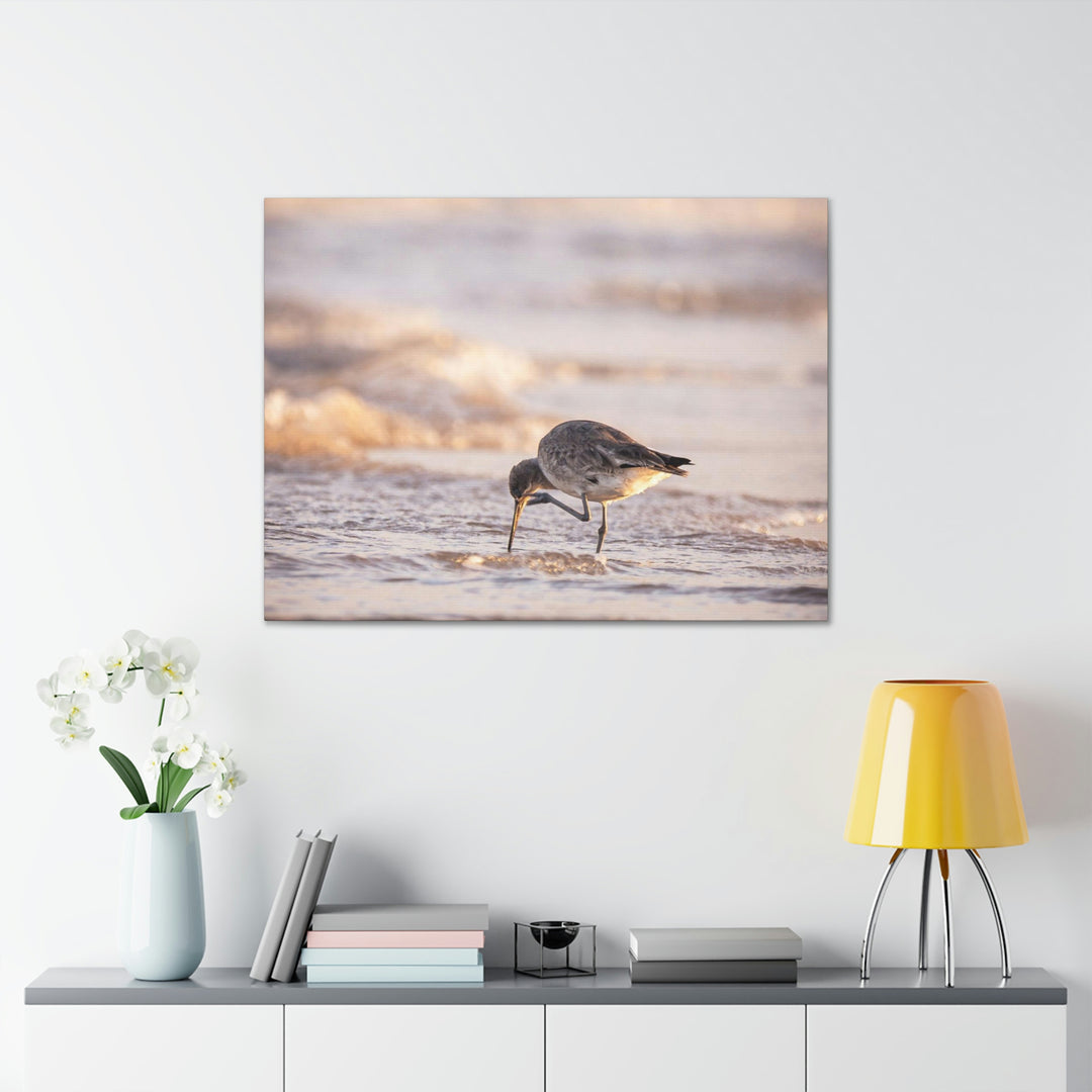 Willet Itch - Canvas