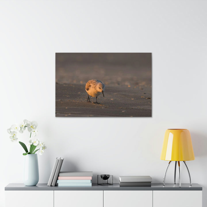 Feeding Sanderling - Canvas