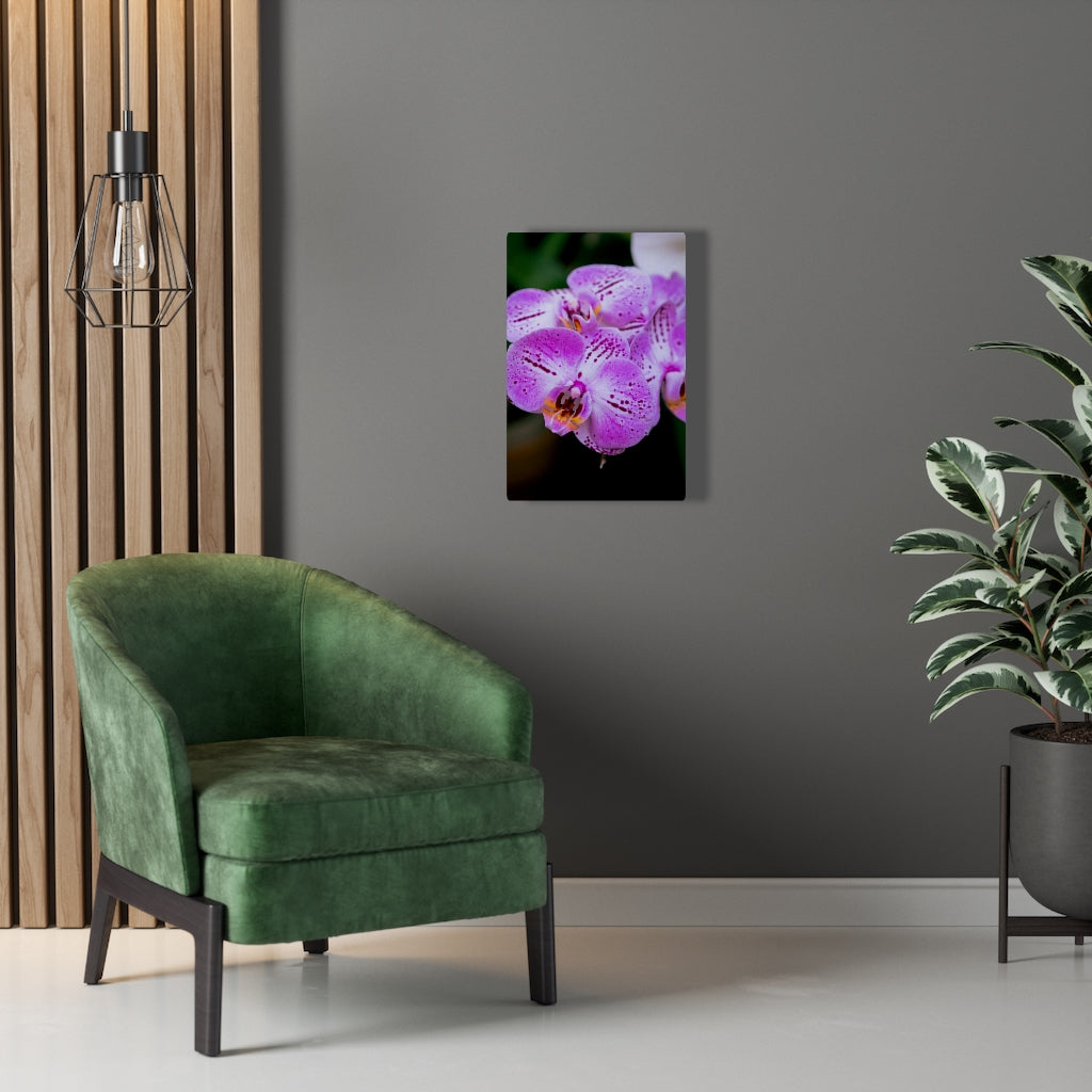 Orchid in Pink - Canvas