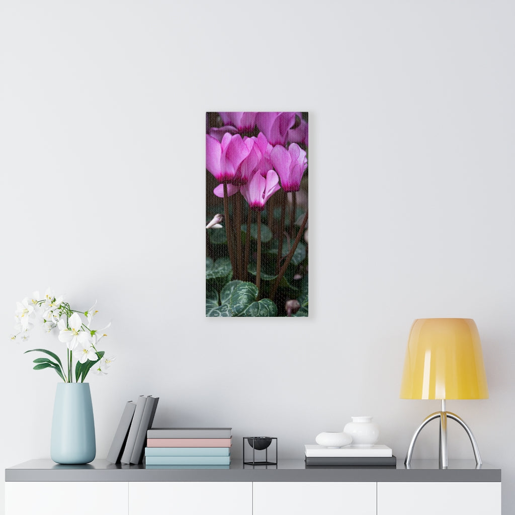 Cyclamen Reach - Canvas