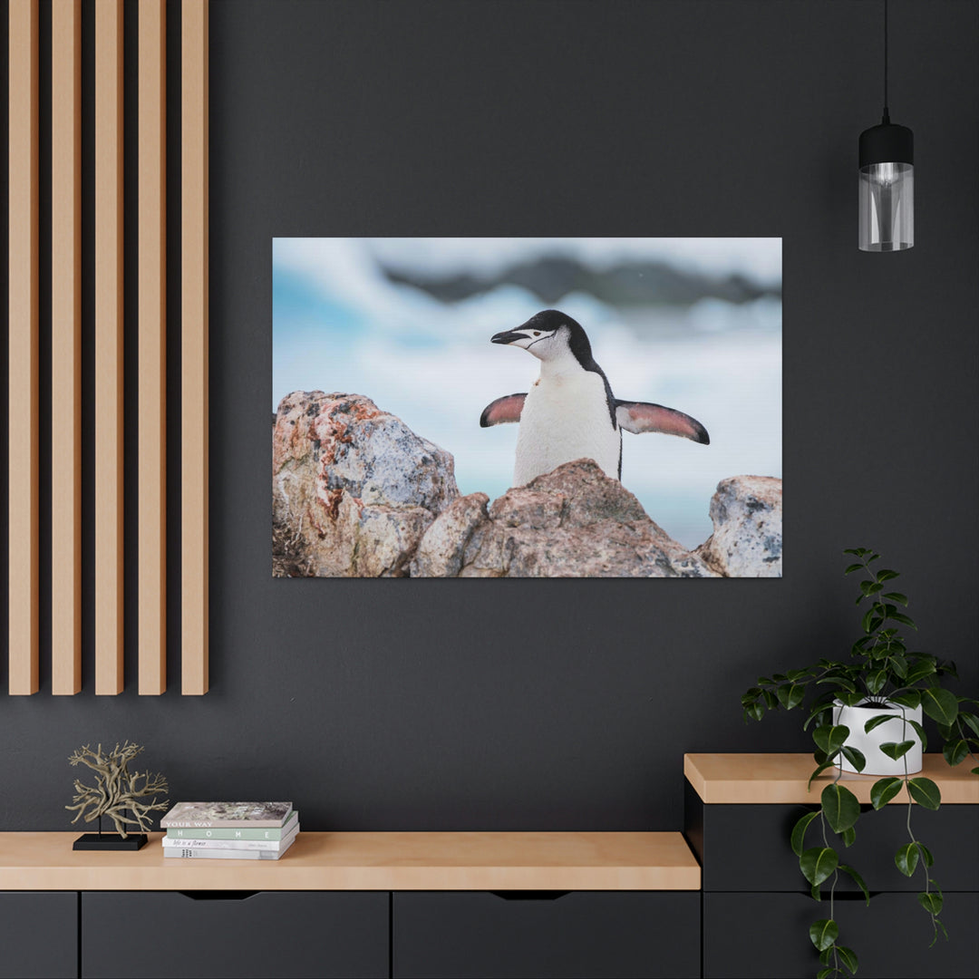 Stretched Penguin - Canvas