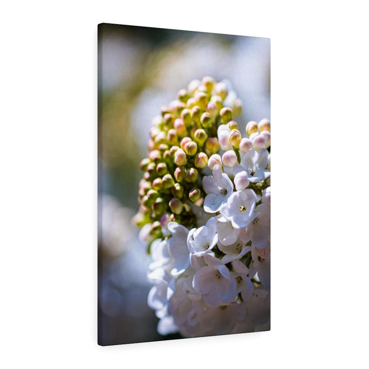 Mid-Bloom - Canvas