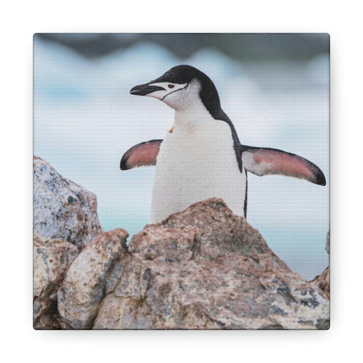 Stretched Penguin - Canvas