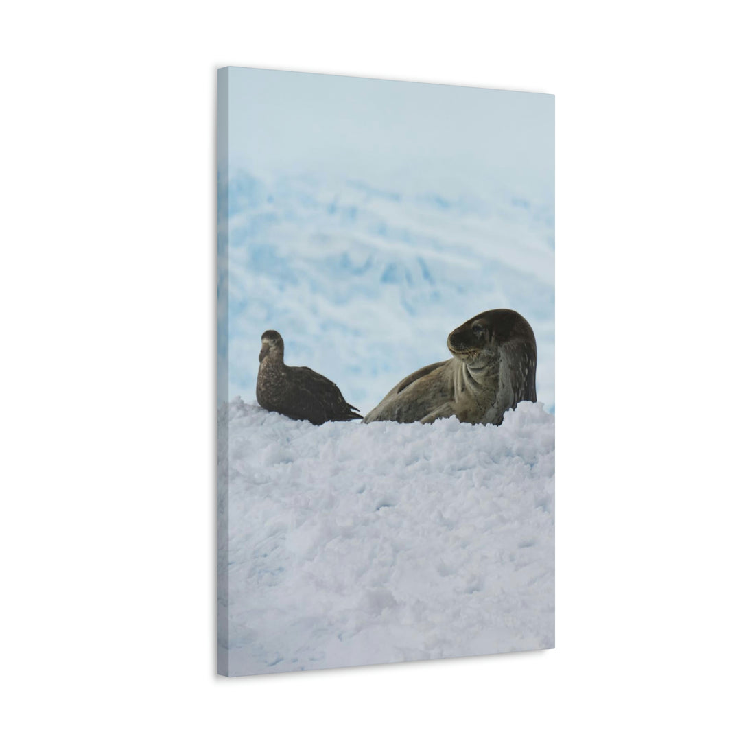 A Resting Pair - Canvas