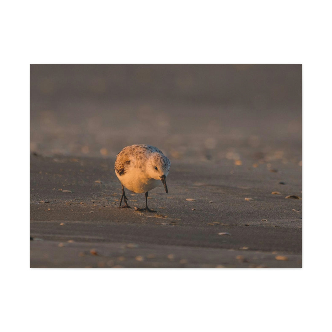 Feeding Sanderling - Canvas