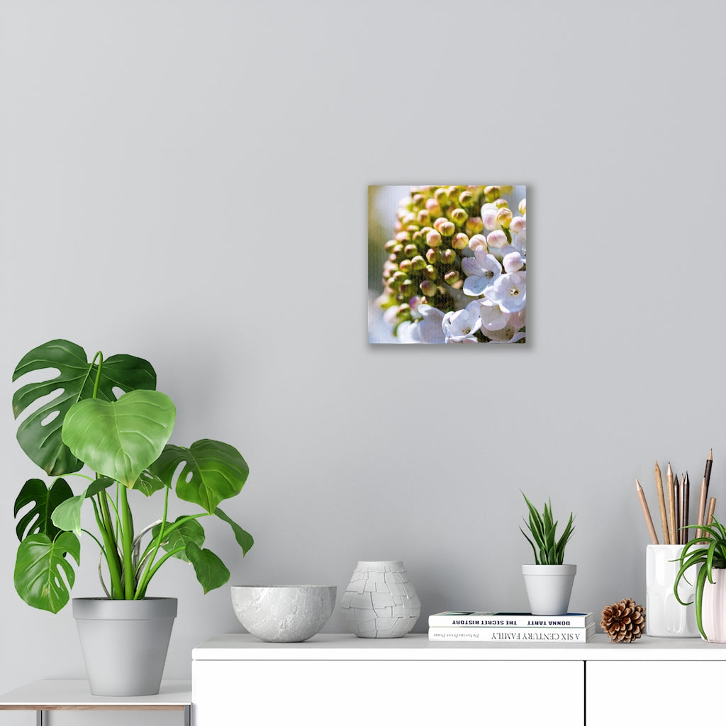 Mid-Bloom - Canvas