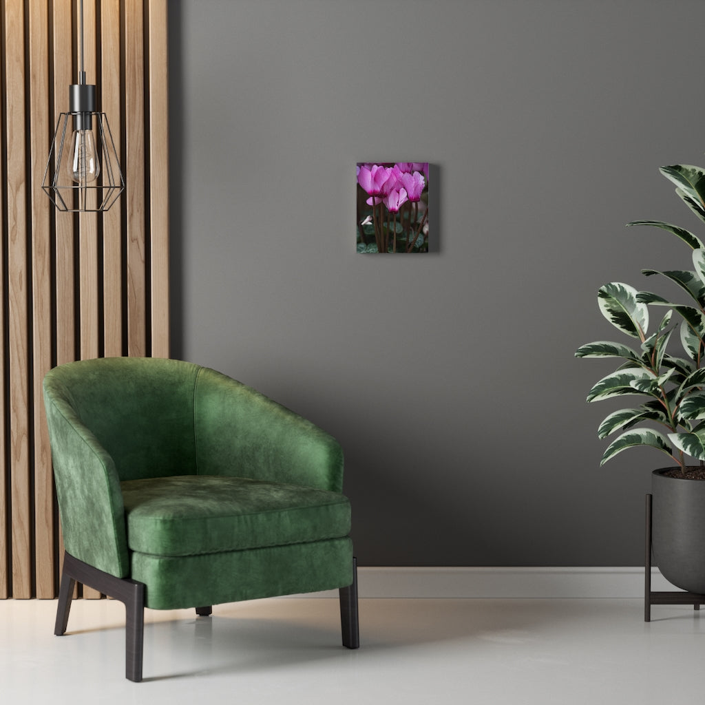 Cyclamen Reach - Canvas