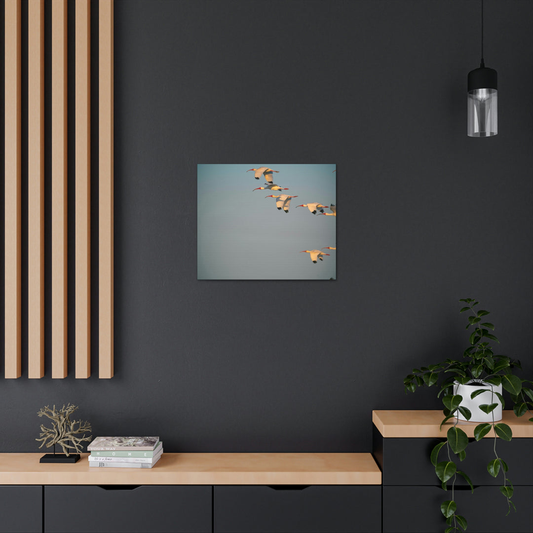 White Ibis in Flight - Canvas