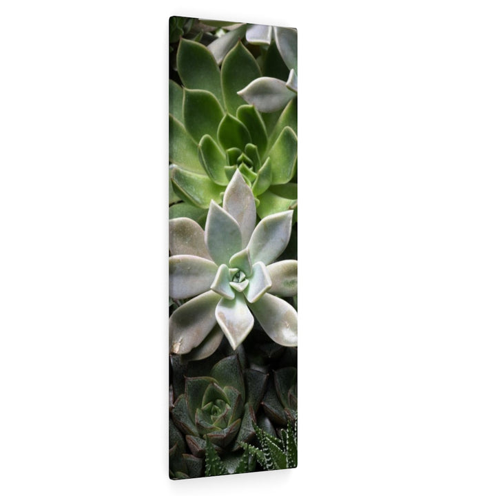 Succulent - Array - Canvas