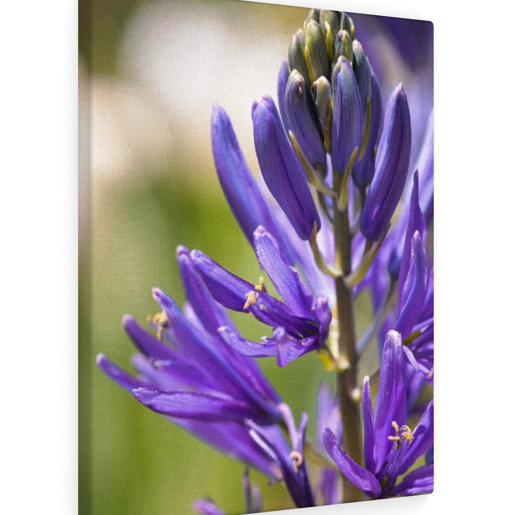 Camas in Bloom - Canvas