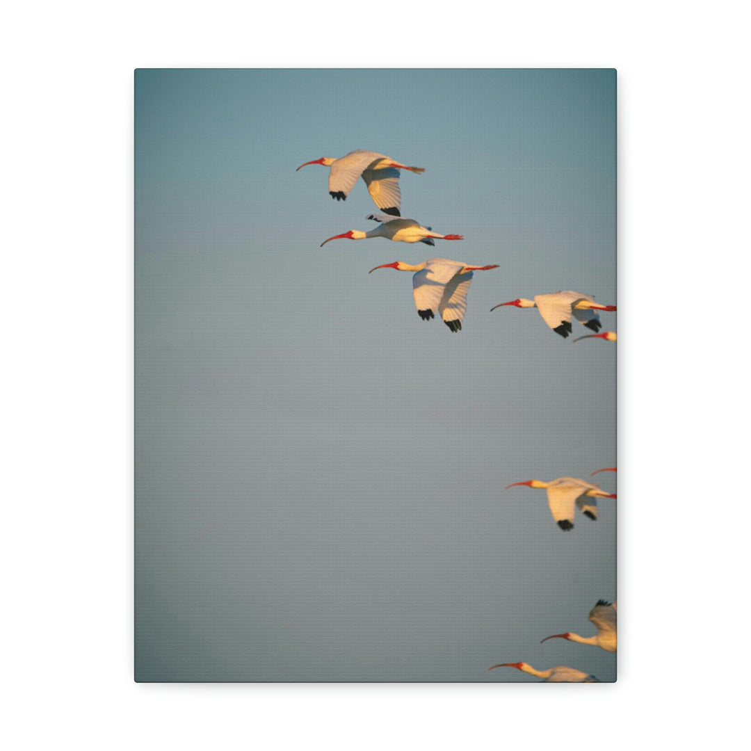 White Ibis in Flight - Canvas