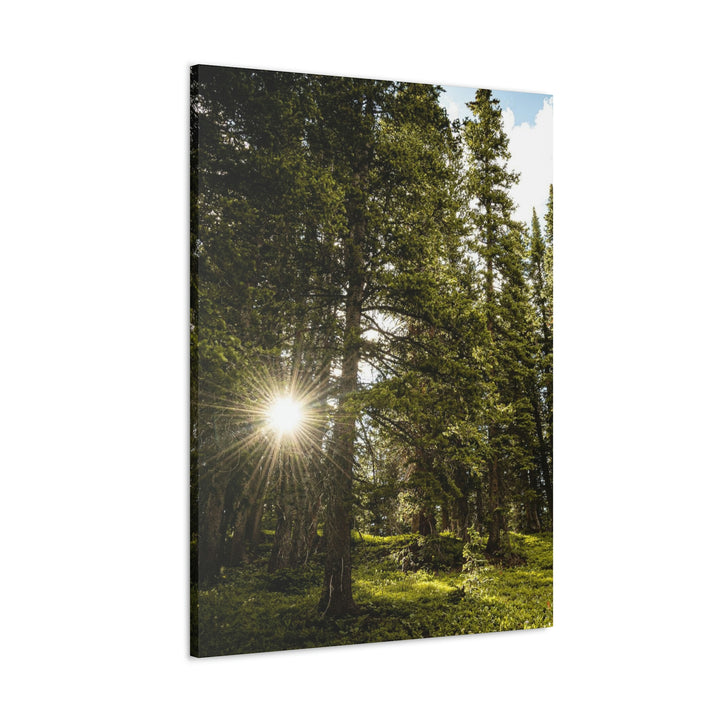 Forest Light - Canvas