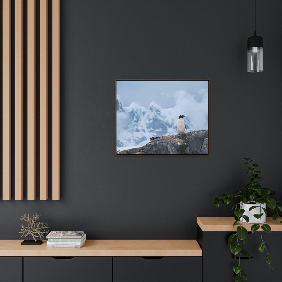 Poised Penguin - Canvas with Frame