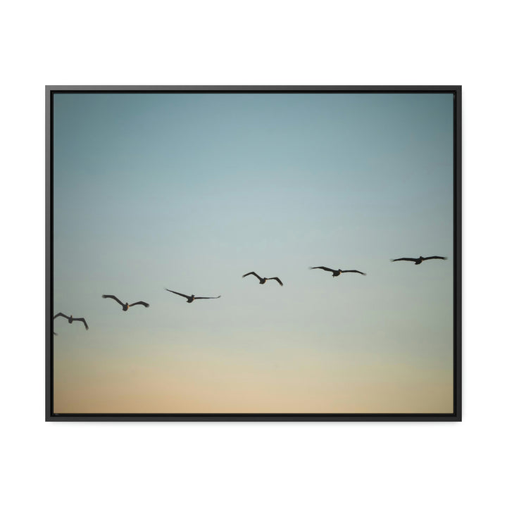 Brown Pelicans in Flight - Canvas with Frame